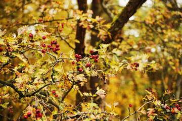 Głóg ,Crataegus L © Marcin Łazarczyk