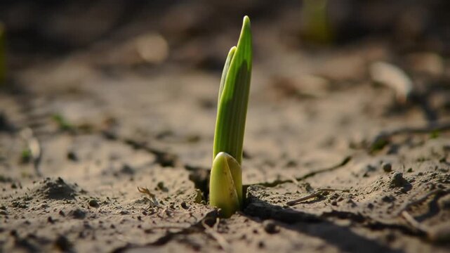 Plant Growing from Cracked Ground