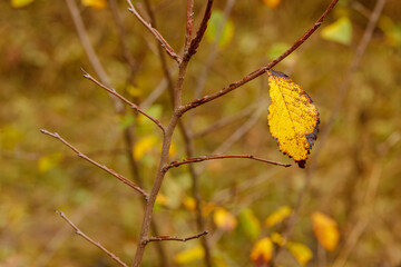 A close-up of a single yellow autumn leaf with brown edges clinging to a bare branch, symbolizing the transition of seasons with a soft, blurred golden background.