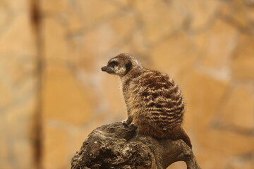 A meerkat sits on a snag on a yellow background and looks away