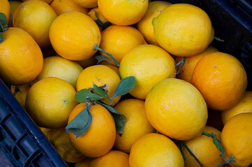 Crate of Farm-Fresh Lemons, Close-Up