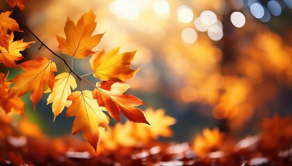 Fototapeta premium Autumn Leaves Very Shallow Focus