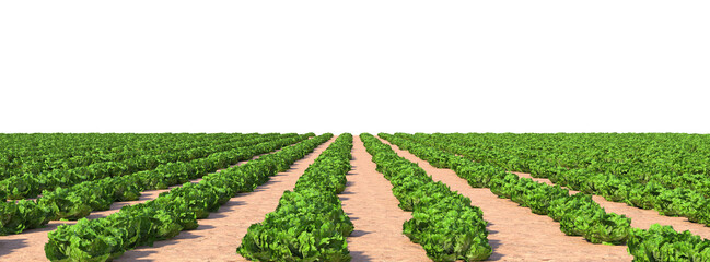 cabbage field on transparent background