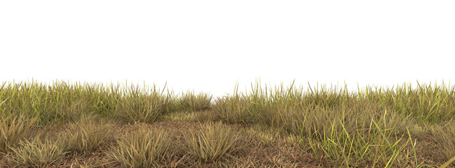 Grass autumn on transparent background
