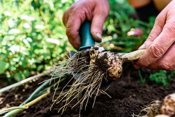 A gardener's hands digging up a fresh harvest of garlic in the summer garden.