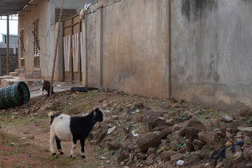 Street photography in Porto-Novo, Benin, showing a black and white goat standing near a cement wall...