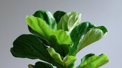 Close-up of a plant with large, green leaves. the leaves are oval-shaped and have a glossy texture. they are arranged in a cluster, with the largest leaf at the top and the smallest at the bottom.
