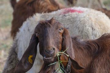 Charming Cyprus Long-Eared Sheep Close-Up