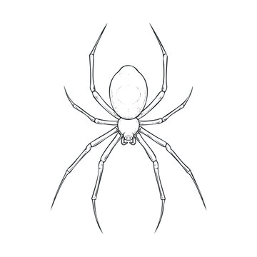 Detailed depiction of a spider with intricate leg design. Vector hand drawn illustration