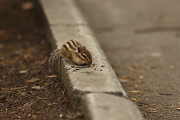 A chipmunk sits on a curb in a park and eats sunflower seeds