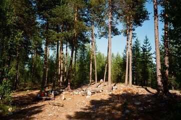 Vintage Film Photo: Pine Forest Clearing with Strong Shadows. Sunlit Woods Scene, Ideal for a Rest Stop during Hiking or Trekking. Nature and Outdoors.