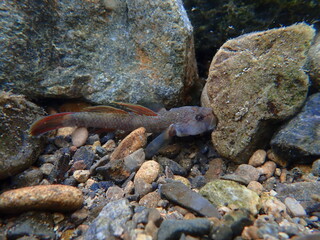 Tokyo Freshwater Goby / 東京のヨシノボリ類　（自然写真）