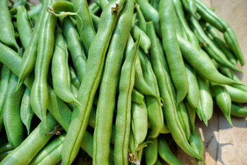 Close up of freshly picked French climbing beans (Phaseolus vulgaris), variety Blue Lake
