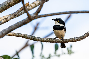 Chinspot Batis