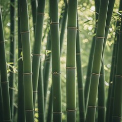 Fototapeta premium Lush green bamboo stalks growing in a tranquil forest.