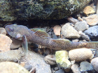 Tokyo Freshwater Goby / 東京のヨシノボリ類　（自然写真）