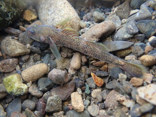 Tokyo Freshwater Goby / 東京のヨシノボリ類　（自然写真）