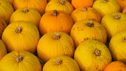Fresh orange pumpkins arranged in a row on a farm background.
