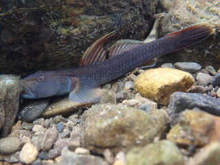 Tokyo Freshwater Goby / 東京のヨシノボリ類　（自然写真）