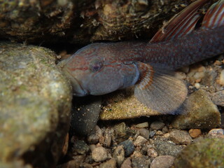 Tokyo Freshwater Goby / 東京のヨシノボリ類　（自然写真）