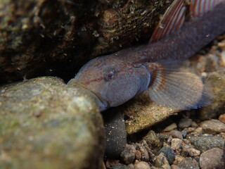 Tokyo Freshwater Goby / 東京のヨシノボリ類　（自然写真）