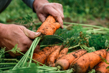 The gardener harvesting carrots and cutting the leaves, preparing for storage in autumn garden.