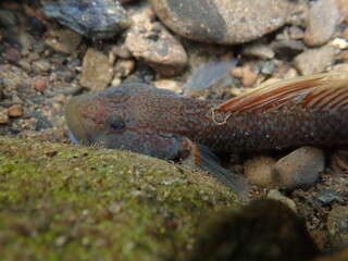 Tokyo Freshwater Goby / 東京のヨシノボリ類　（自然写真）