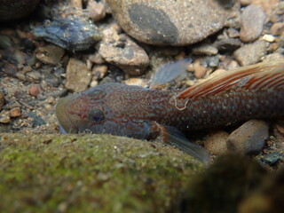 Tokyo Freshwater Goby / 東京のヨシノボリ類　（自然写真）