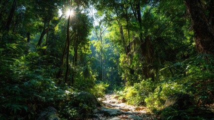 Obraz premium Lush Green Tropical Forest with Sunlight Path.
