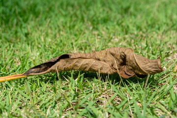 Dry leaf on green grass in the sunlight