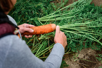 The gardener harvesting carrots and cutting the leaves, preparing for storage in autumn garden.