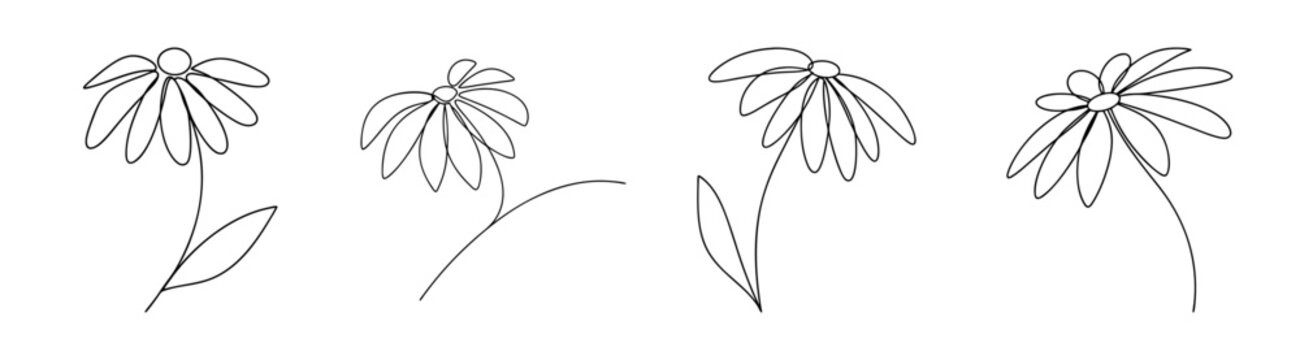 Delicate echinacea coneflower flower line art botanical sketch drawing four variations of bloom