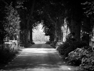 A road through the forest