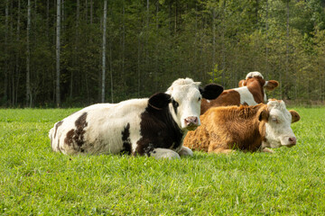 Brown and White Cows Grazing in Idyllic Countryside Landscape