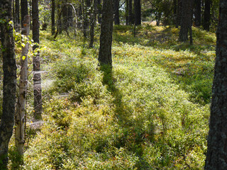A forest scene during summer