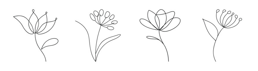 Elegant line art sketches of blooming allium flowers delicate botanical drawings for floral design inspiration