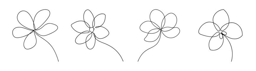 Anemopsis yerba mansa flower line art botanical sketch isolated plant detail