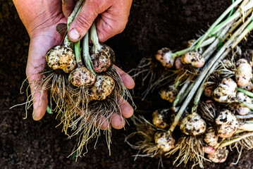 A gardener's hands holding a fresh harvest of garlic in the summer.