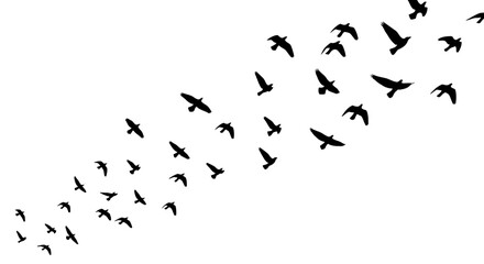 A flock of birds is flying together, forming a dynamic and visually striking silhouette against a.