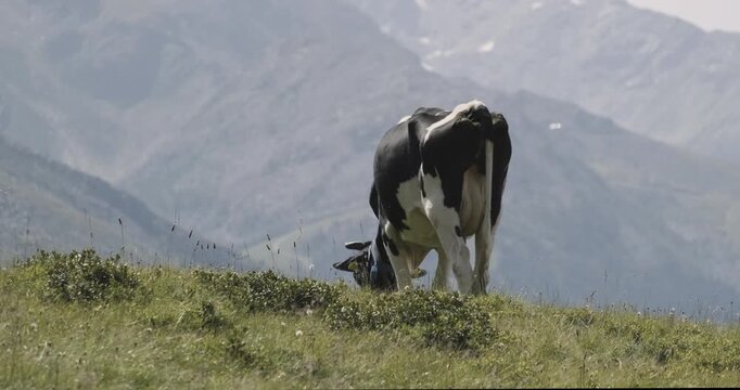 Holstein cows standing on Italian Alps pastures with mountains