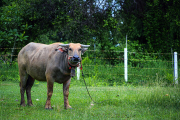Asian Water Buffalo, a large water buffalo with impressive horns, looks calmly forward in a bright green grassland.