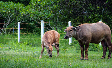 Herd of Asian Water Buffalo, a large water buffalo with impressive horns, looks calmly forward in a bright green grassland.