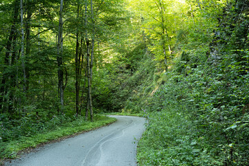 Fototapeta premium Trail in Summer Mountain Forest. Peaceful Path Through Green Nature