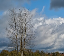 Bare Tree Against a Dramatic Cloudy Sky in Autumn