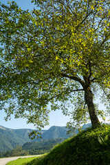Beautiful Tree with Lush Green Leaves and Mountain Background