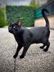 black cat with green eyes