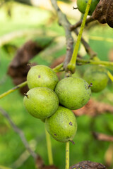 Organic Walnuts on Tree with Natural Green Shell