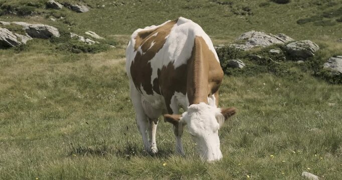 Simmental cow grazing on Alpine pastures in the Italian Alps