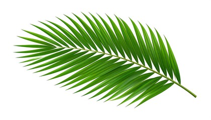 Fototapeta premium A single, lush green palm leaf isolated against a clean white background, displaying intricate vein detail