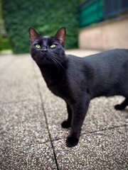 black cat on the street